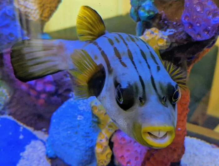 Close-up of a funny-looking fish with striped patterns and a unique facial expression underwater in a colorful coral environment.