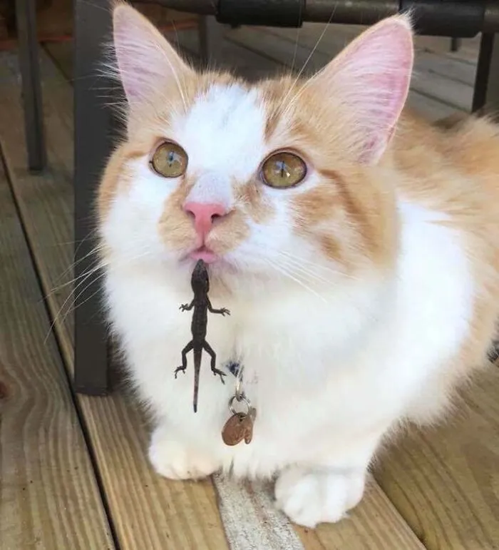 El gato de mi amigo jugando con las lagartijas