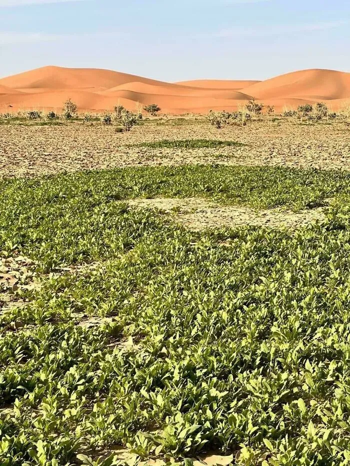The Sahara Desert After Heavy Rain In Morocco