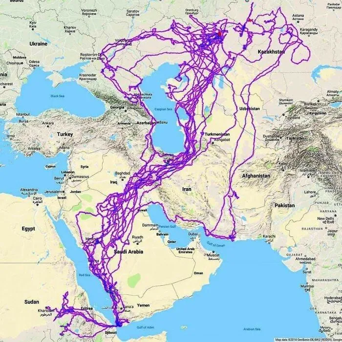 Tracking Of An Eagle Over A 20 Year Period
