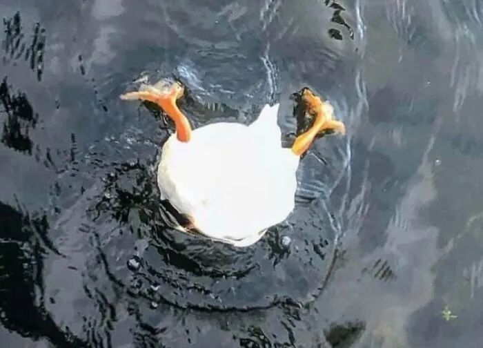 Funny nature moment of a duck diving underwater with legs up, captured in a humorous nature photo.
