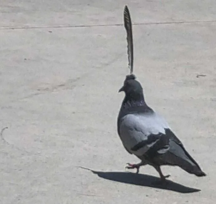 Pigeon with a long feather on its head, captured in a funny nature moment that people had to snap a pic of.
