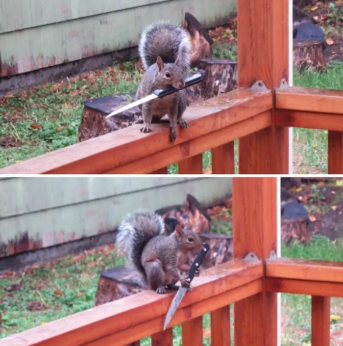 Squirrel in nature holding a knife on a wooden railing, a funny moment people just had to snap a pic.