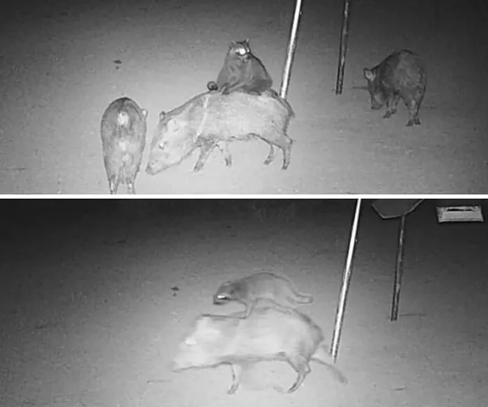 Well, You Just Never Know What You Are Going To See In South Texas. These Photos Were Taken With A Game Cam