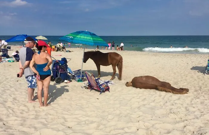 Debes mantenerte a 10 pies de distancia de los ponis salvajes en Assateague, incluso si te roban el lugar.
