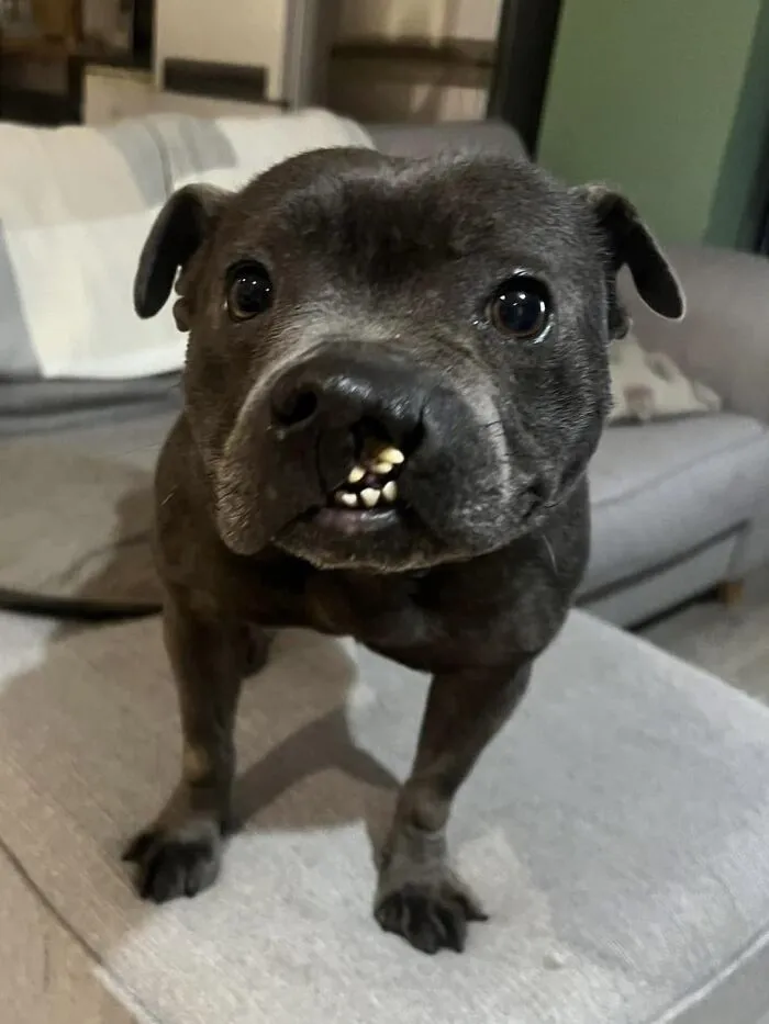 Fter 7 Years Chained Up Outside.. We've Given Her A Forever Home 🐾 - She Has A Cleft Palate And Dwarfism, But She’s The Loveliest Girl 🐾