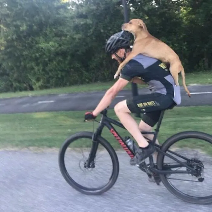 Cyclist Finds Injured Doggo, Carries Him To Safety And Gives Him A Forever Home