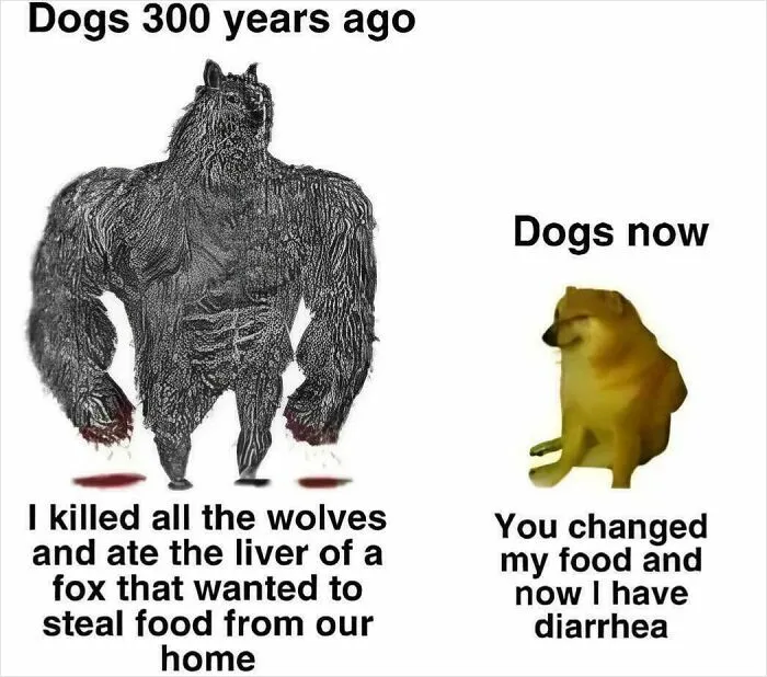 Not The Dogs Too