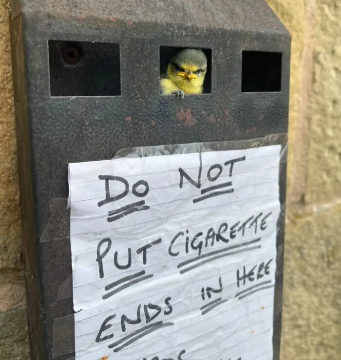 Birb Looks Fed Up