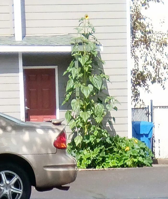 El girasol de mi vecino tiene una flor cómicamente pequeña para su enorme tamaño