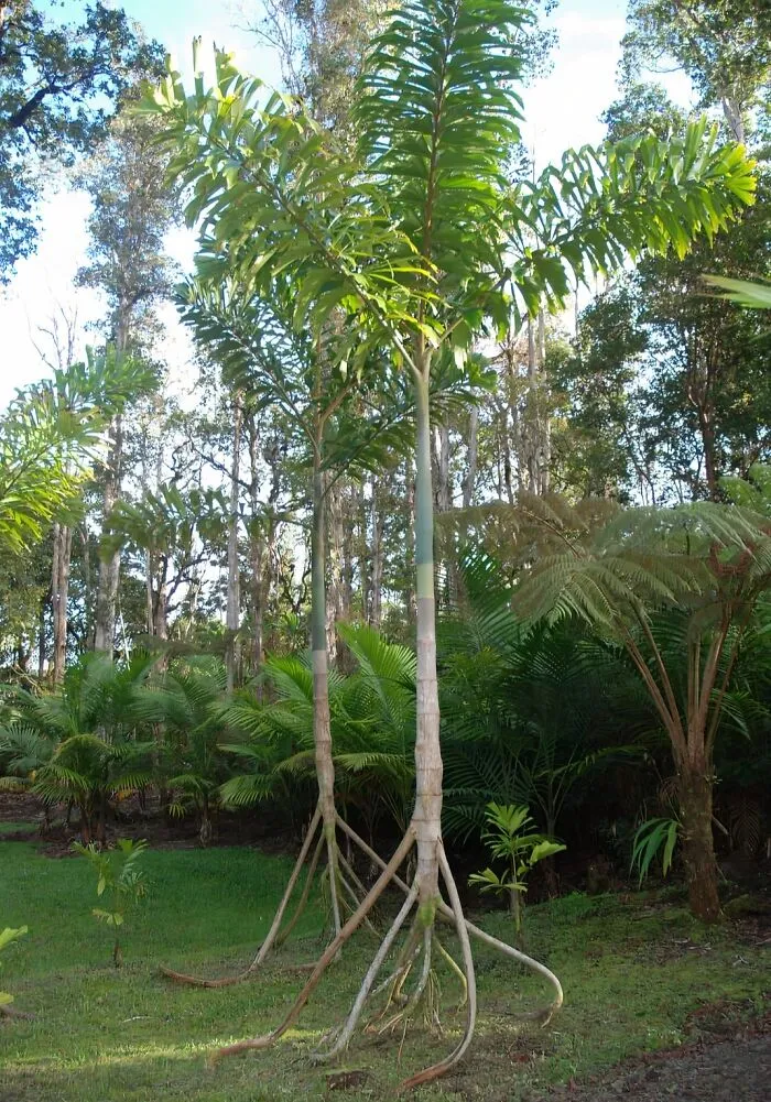 Se llama palmera andante porque realmente camina. Cuando elige un lugar al que dirigirse, desarrolla nuevas raíces en esa dirección y deja que las raíces traseras se marchiten.