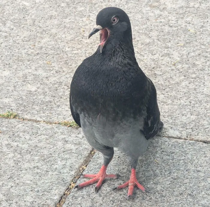 Black pigeon standing on pavement with beak open, a funny nature moment captured by a quick snap.