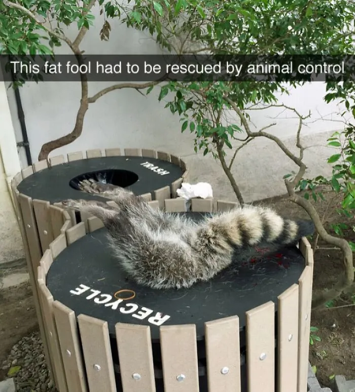 Trash Panda Lives Up To Its Name