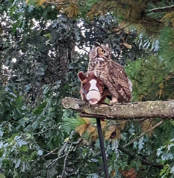 Solo un búho que lleva un caballo de juguete, nada que ver aquí