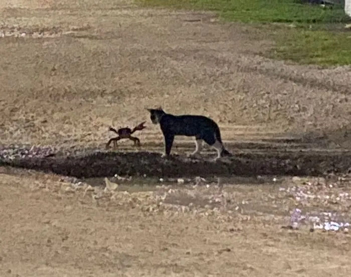 Fui a buscar a mi gata después de no haberla visto durante un par de horas, y así fue como la encontré