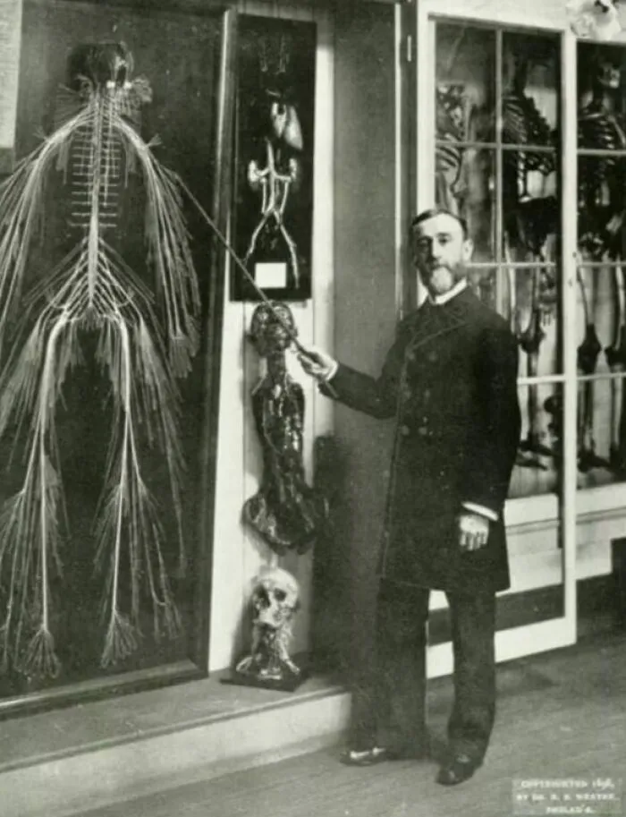 Hombre señalando estructuras nerviosas y esqueletos en un museo médico con fotos médicas del cuerpo humano aterrador.