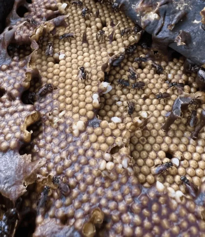 Estas son abejas buitres. Hacen miel con carne podrida.