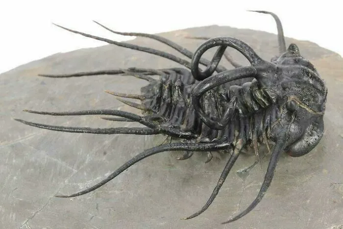Fossil of a prehistoric trilobite with long spines, an example of terrifying times nature stopped people in their tracks.