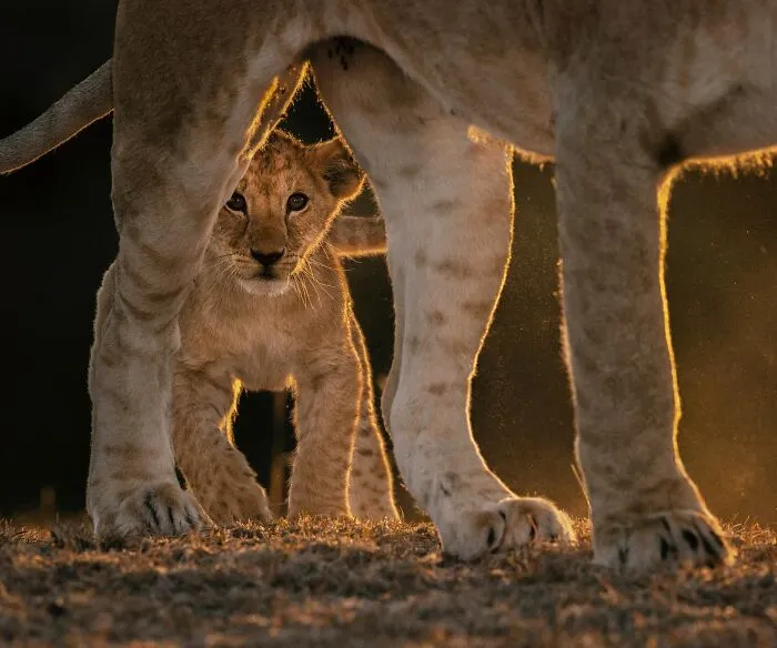 This Photographer Spent Years In The African Wilderness, And These Are 50 Moments He Captured