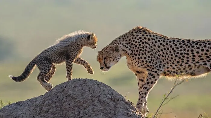 This Photographer Spent Years In The African Wilderness, And These Are 50 Moments He Captured
