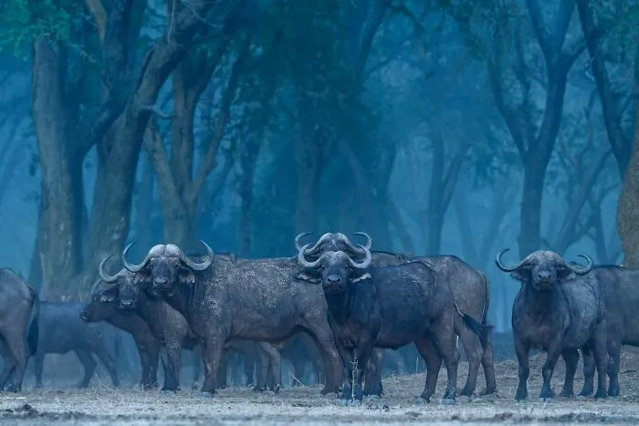 This Photographer Spent Years In The African Wilderness, And These Are 50 Moments He Captured