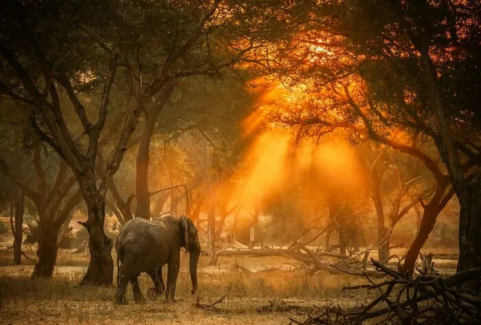 This Photographer Spent Years In The African Wilderness, And These Are 50 Moments He Captured