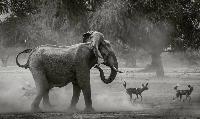 Elephant walking in dusty terrain with wild dogs nearby, showcasing mesmerizing wildlife and nature beauty.