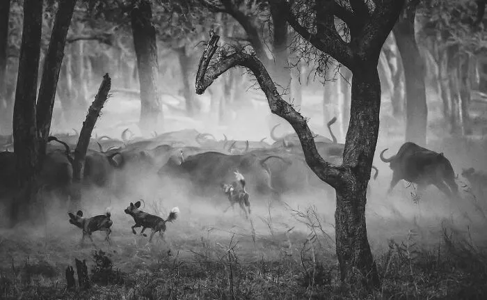 Wildlife scene with African wild dogs running near a herd of buffaloes in a misty forest landscape.