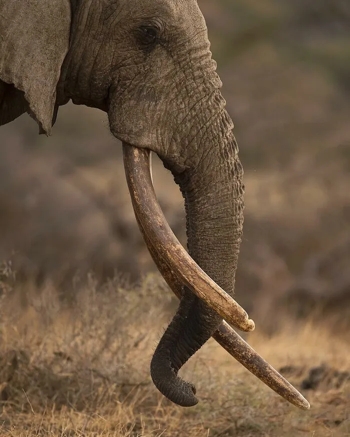 Close-up of an elephant with large tusks in its natural habitat, showcasing mesmerizing wildlife and the beauty of nature.