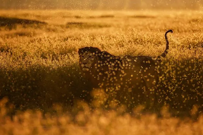 This Photographer Spent Years In The African Wilderness, And These Are 50 Moments He Captured