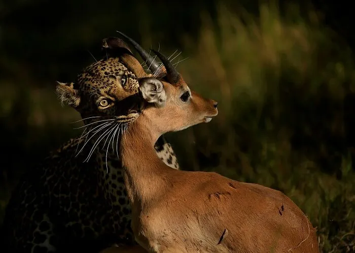 Leopard capturing an antelope in a mesmerizing wildlife photo showcasing the beauty of nature through expert wildlife photography.