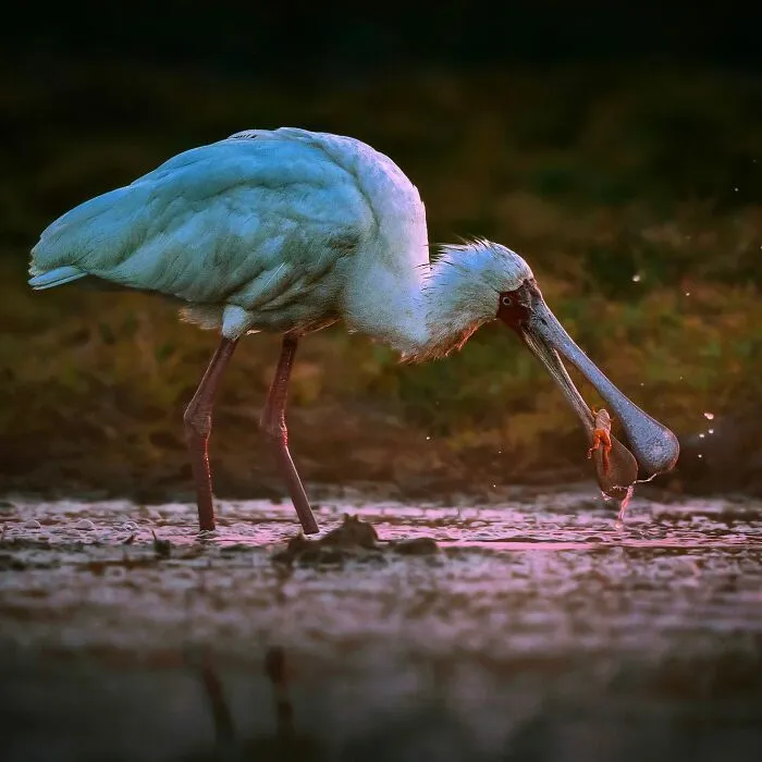 Wildlife photo of a spoonbill bird catching prey in shallow water, showcasing the beauty of nature in stunning detail.