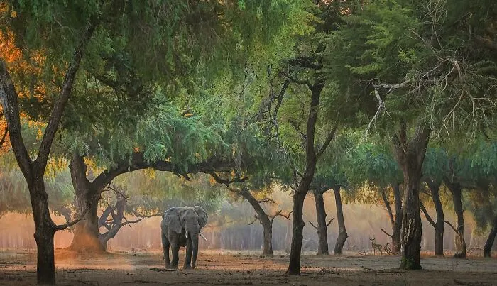 Elephant walking through a forest landscape at sunrise, a stunning wildlife photo showcasing the beauty of nature.