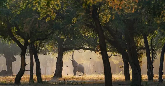 This Photographer Spent Years In The African Wilderness, And These Are 50 Moments He Captured