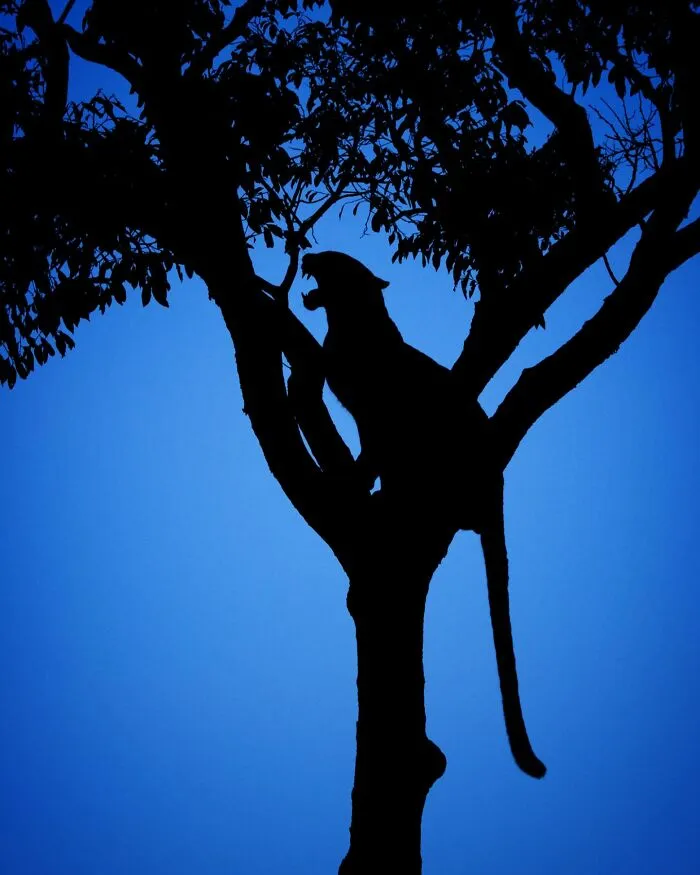 Silhouette of a wild leopard perched in a tree against a vivid blue sky in a mesmerizing wildlife photo.
