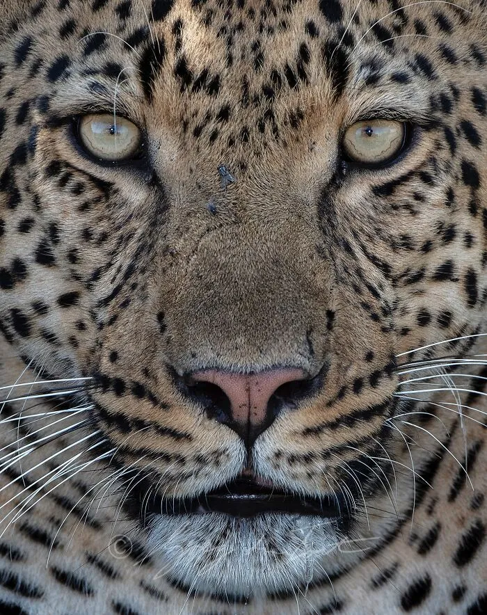 This Photographer Spent Years In The African Wilderness, And These Are 50 Moments He Captured