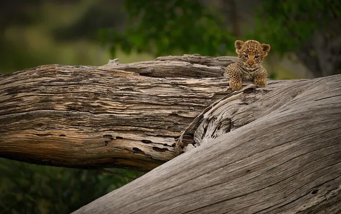 This Photographer Spent Years In The African Wilderness, And These Are 50 Moments He Captured
