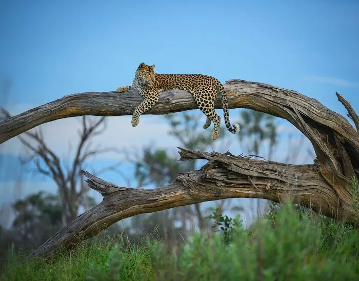 This Photographer Spent Years In The African Wilderness, And These Are 50 Moments He Captured
