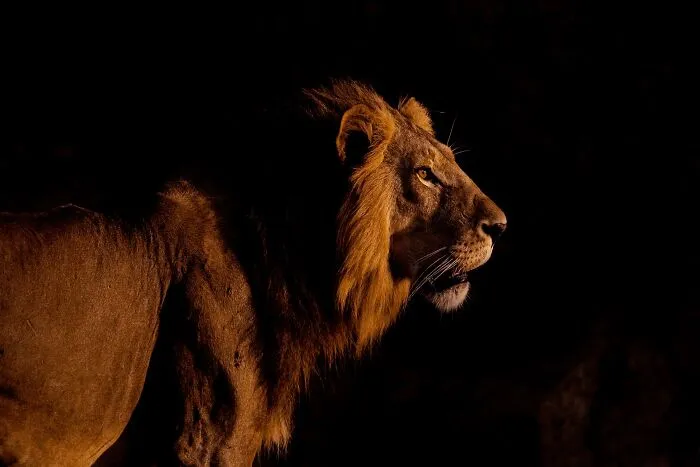 Male lion in profile, captured in mesmerizing wildlife photo highlighting the beauty of nature through expert lens.
