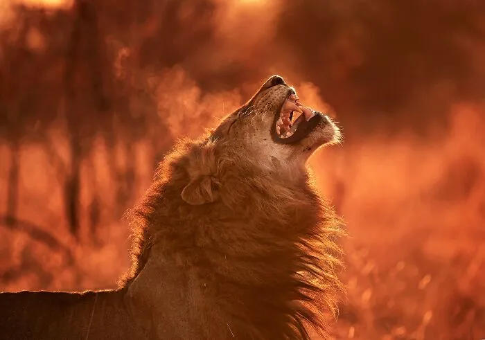 This Photographer Spent Years In The African Wilderness, And These Are 50 Moments He Captured