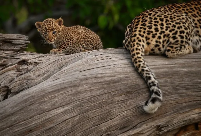 This Photographer Spent Years In The African Wilderness, And These Are 50 Moments He Captured