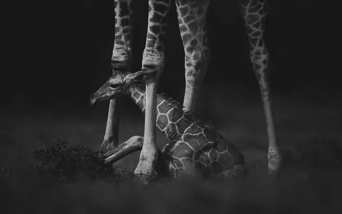 Newborn giraffe resting on the ground between the legs of its mother in a mesmerizing wildlife photo.
