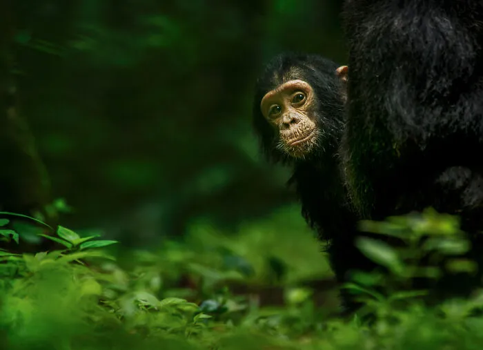 This Photographer Spent Years In The African Wilderness, And These Are 50 Moments He Captured