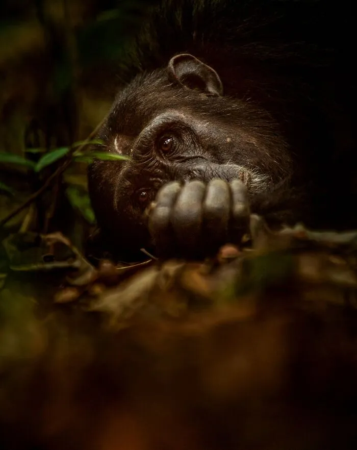 This Photographer Spent Years In The African Wilderness, And These Are 50 Moments He Captured