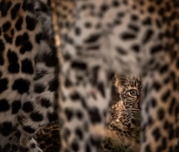 This Photographer Spent Years In The African Wilderness, And These Are 50 Moments He Captured