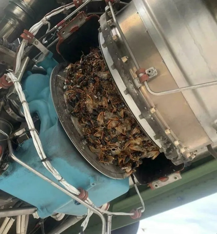 Insects nesting inside machinery, showing a terrifying nature moment that stopped people in their tracks.