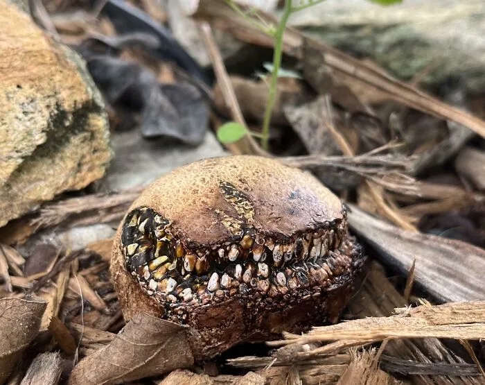 Este hongo está creciendo en mi jardín, parece que vaya a morder