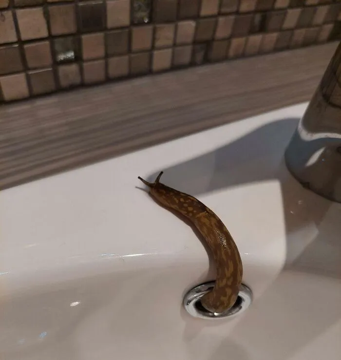 Slug emerging from sink drain, an eerie moment of nature stopping people in their tracks inside a bathroom.