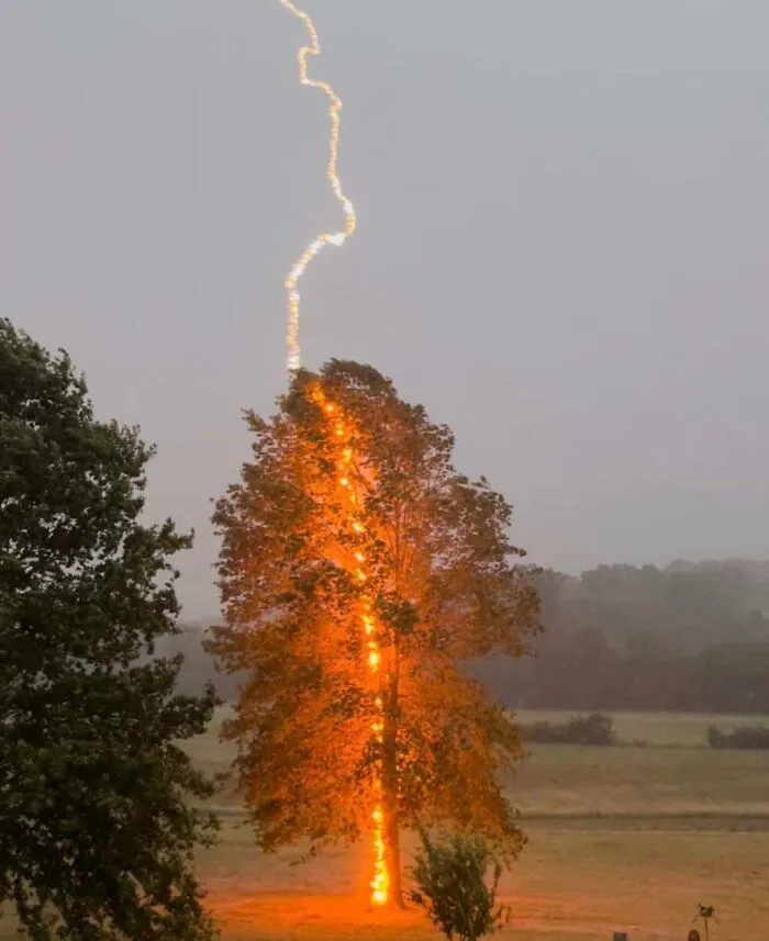 Un rayo impactó en un árbol en el condado de Hardy, Virginia Occidental, el 22/6/22