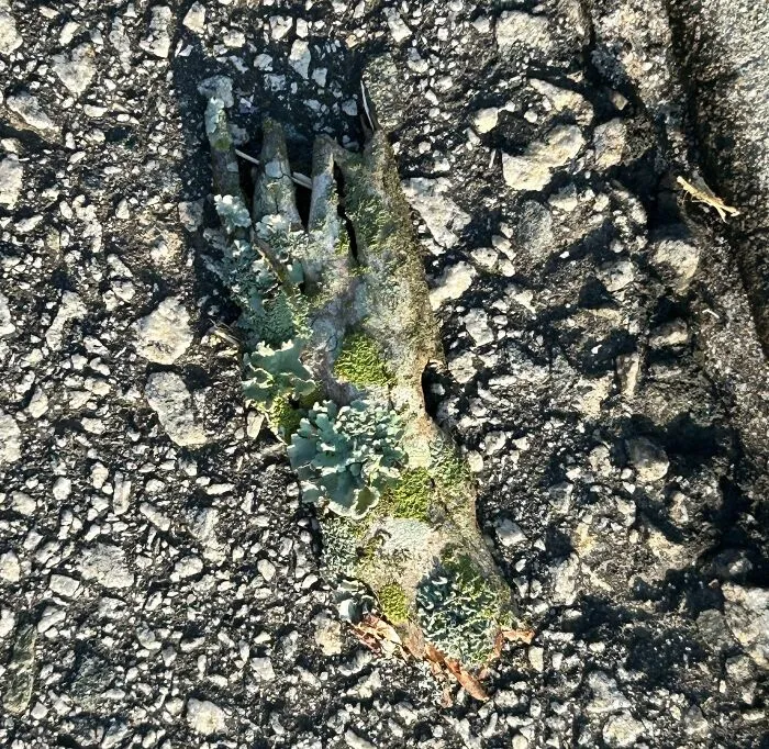 This Piece Of A Tree Branch Looks Like A Zombie Hand